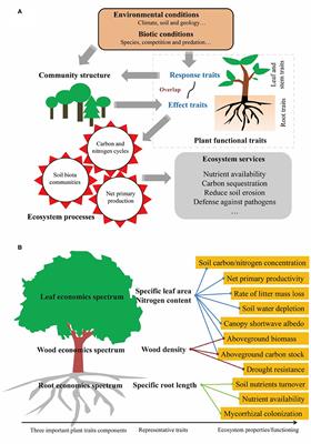 Frontiers | How To Improve The Predictions Of Plant Functional Traits ...